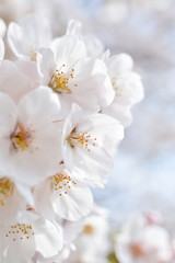 Fototapeta na wymiar Cherry blossom, spring has come