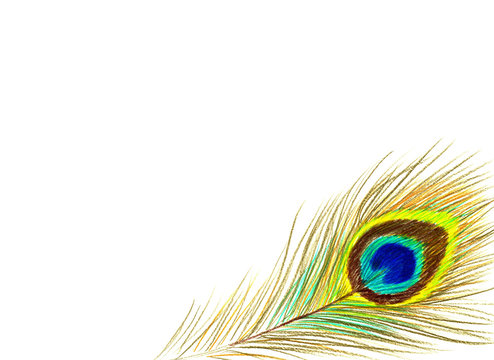 Bright feather of a beautiful peacock bird drawn with colored pencils, on a white background with an empty place for text.