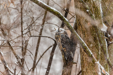 Long eared owl resting during midwinter.