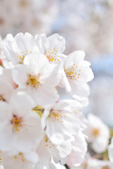 Fototapeta premium Cherry blossom, spring has come