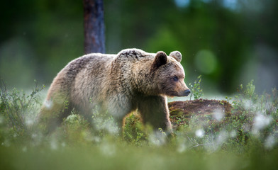 Brown bear in the forest  among white flowers. Summer season. Natural habitat.