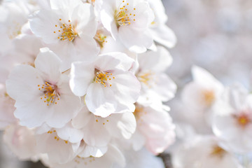 Cherry blossom, spring has come