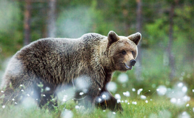 Brown bear in the forest  among white flowers. Summer season. Natural habitat.