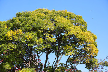 京都ぶらり、疎水あたりでモミジ紅葉