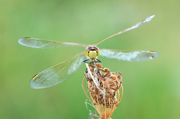 Sympetrum