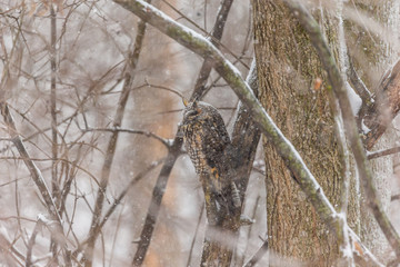 Long eared owl resting during midwinter.