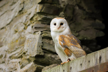 Barn Owl (Tyto Alba) sitting on the door of an old farm building.  Taken in the mid-Wales countryside UK.
