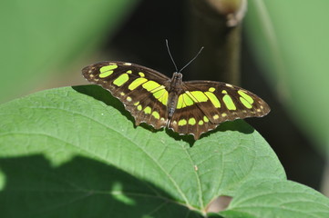 Papillon sur une feuille, Costa Rica