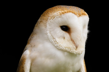 Close up head and shoulders portrait of a Barn Owl (Tyto Alba).  Taken in the mid-Wales countryside UK.