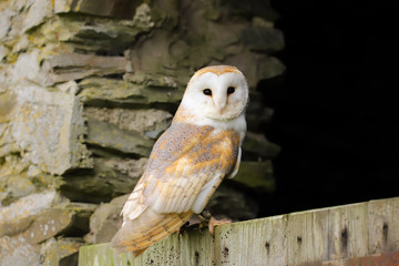 Barn Owl (Tyto Alba) sitting on the door of an old farm building.  Taken in the mid-Wales...
