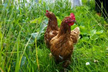 two brown hens are walking in the grass