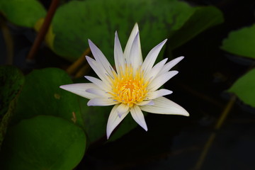 Colorful lotus flowers in the garden