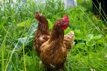 two brown hens are walking in the grass