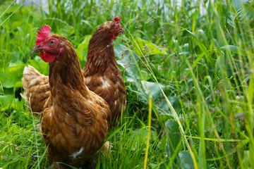 two brown hens are walking in the grass