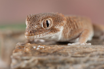 Tarentola chazaliae