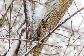 Long eared owl resting during midwinter.