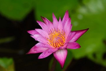 Colorful lotus flowers in the garden