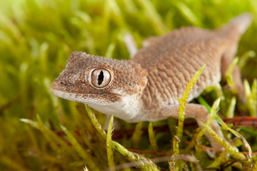 Tarentola chazaliae
