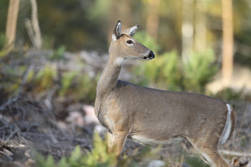 white tailed deer