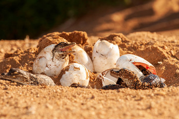 Nile Crocodile baby, hatchling, eggs, newborn, hatching