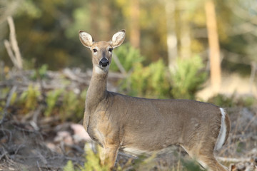 Obraz premium white tailed deer