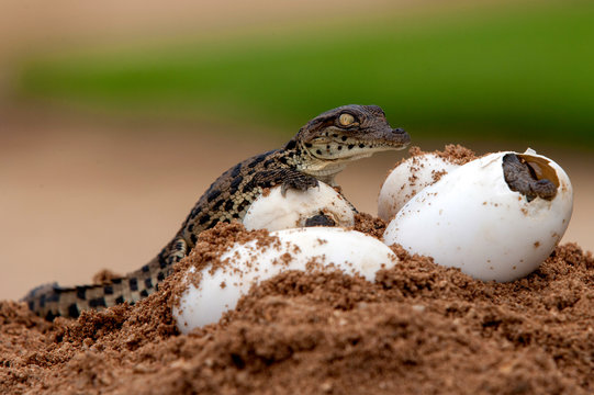 Nile Crocodile baby, hatchling, eggs, newborn, hatching