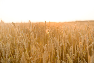 nature, summer, harvest and agriculture concept - cereal field with ripe wheat spikelets