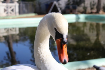 cigno