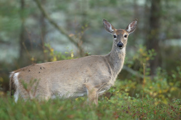 white tailed deer