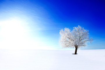 Winter landscape background. Single frozen tree in a solitude in a winter snow field on blue sky background Nature