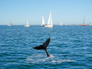 Humpback whale tail and sailing boat on background