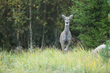 white tailed deer