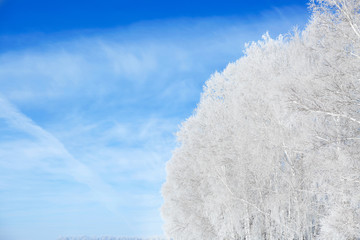 Fototapeta na wymiar The winter landscape. Frozen branches covered with snow against clear blue sky Nature