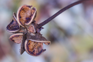Dry and wilted flower head on blurred background