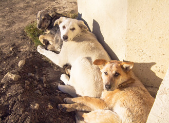 Friendly dogs in Kislovodsk is a spa city in Stavropol Krai