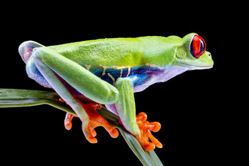 Red Eyed Tree Frog,  Agalychnis Callidryas, on a Leaf with Black Background