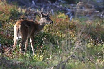 white tailed deer