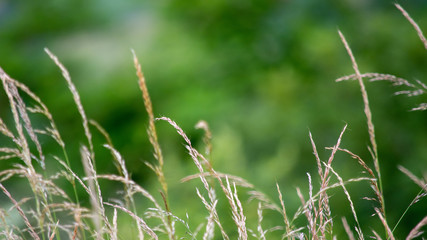 De l'herbe à l'état sauvage