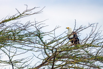 African fish eagle are scouting for fish in lake naivasha, kenya, africa. Bird and wildlife photography.