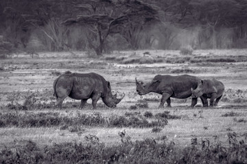 Mother protects baby rhino from big male rhino. Black and white picture from lake nakuru. Big five and wilderness concept.