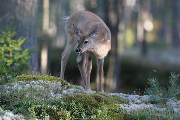 white tailed deer - 301375827