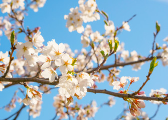 Blooming japanese sakura