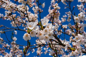 Blooming japanese sakura