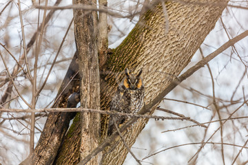 Long eared owl perched resting in deep midwinter, Quebec, Canada.