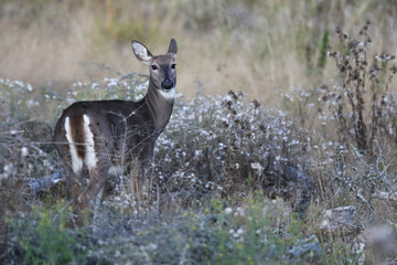white tailed deer
