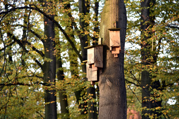 Birds nesting boxes on the trees in the park.