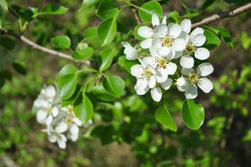 Pear tree blossoms and green leaves on twig close up detail on blurry background