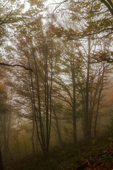 Fototapeta na wymiar Áboles en la niebla de otoño