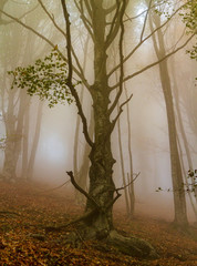 Áboles en la niebla de otoño