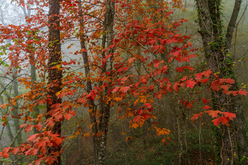 Hojas rojas en las ramas de los árboles en otoño